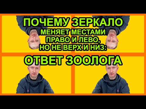 Видео: Почему зеркало меняет местами право и лево, но не верх и низ: ответ зоолога