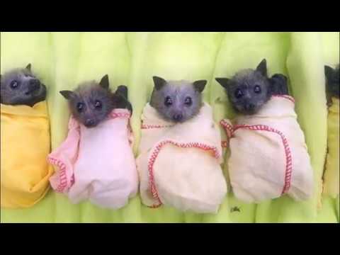 Видео: ДОМАШНЯЯ ЛЕТУЧАЯ МЫШЬ СТОИТ ЛИ ЗАВОДИТЬ  BAT IN THE HOUSE  DO I NEED TO PLANT