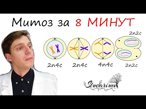 Видео: Митоз за 8 МИНУТ 🔬 Набор клетки n и c 🧬