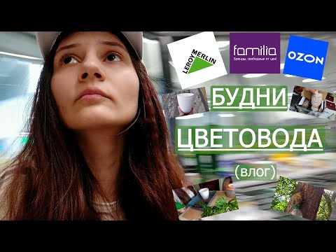 Видео: Будни цветовода. Влог. В поиске горшков и новинок))