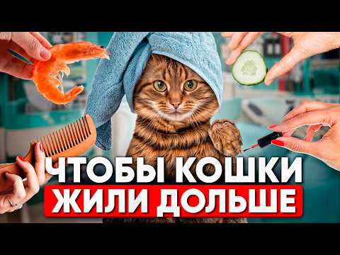 Видео: Простые шаги, чтобы кошки жили дольше 20 лет
