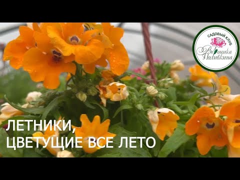 Видео: ЛЕТНИКИ ДЛЯ КАШПО, КОТОРЫЕ ЦВЕТУТ ВСЕ ЛЕТО
