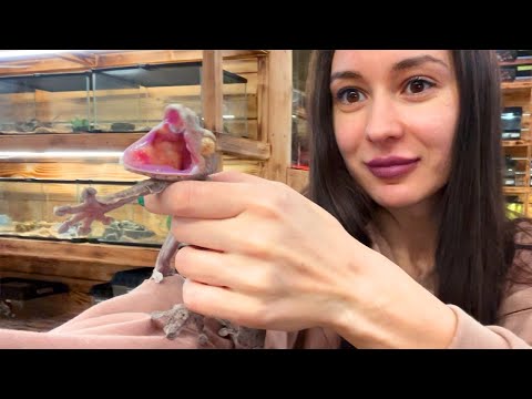 Видео: ЛЕЧИМ ОГРОМНУЮ ЗМЕЮ КОРНЕМ БОБРА / Кусучий геккон и ручная игуана