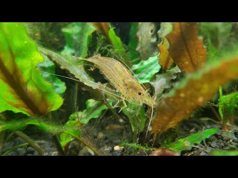 Видео: Борьба с водорослями (часть 2)\креветки амано, черная борода