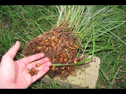 Видео: Чуфа,земляной миндальный орех,Подготовка к посадке,посадка!!!