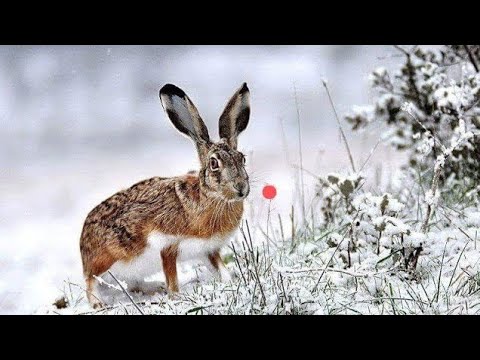 Видео: EN GÜZEL TAVŞAN AVLARI (2024-2025 SEZONU SEÇMELER) HARE HUNTİNG صيد الأرانبОХОТА НА КРОЛИКА