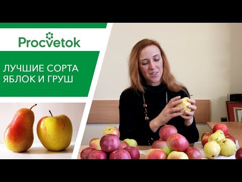 Видео: Какие сорта яблонь и груш посадить? Обзор сортов для Средней полосы