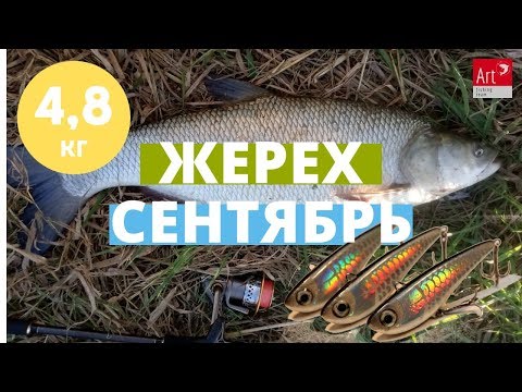 Видео: Первая раздача жереха осенью. Раттлин сделал эту рыбалку!