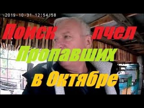 Видео: ШОК!!!!Исчезли пчелы в октябре.Определена причина ослабления пчелиных семей.