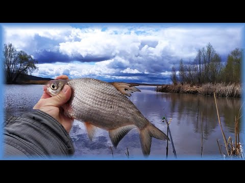 Видео: Река Свияга. Рыбалка в мае 2022г. Густера на фидер !!!