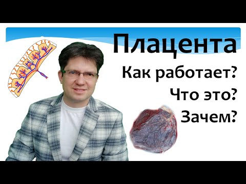 Видео: Плацента. Что это. Как она работает. Как она устроена. Развитие плаценты. Клетки. Пуповина.