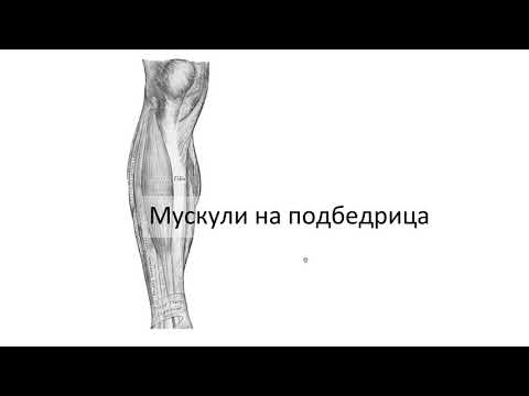 Видео: Мускули на подбедрицата (5:58) ┃teoriyata.com