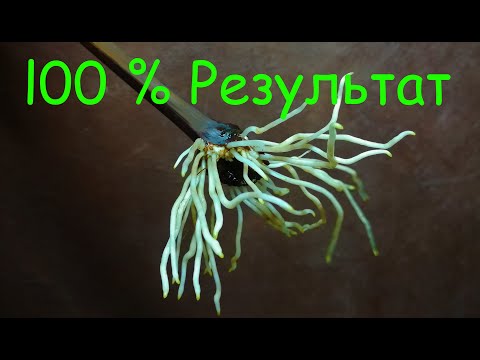 Видео: Проращивание черенков винограда, 100% результат !!!