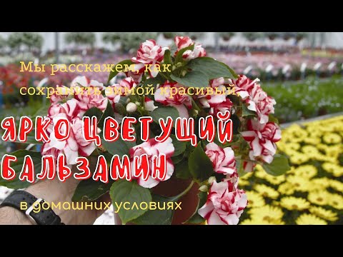 Видео: Как сохранить бальзамин (цветок) зимой