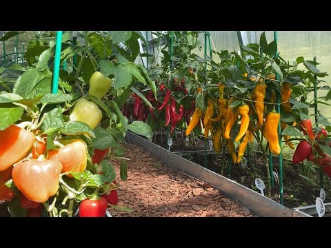 Видео: 18 АВГУСТА! ОБЗОР СЛАДКОГО ПЕРЦА В ТЕПЛИЦЕ