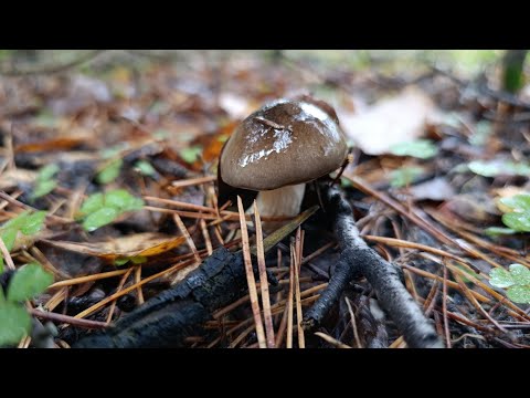 Видео: Грибные находки поздней осени. 22.10.2025
