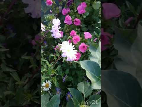 Видео: хэерле иртэ,рэхэт коннэр сезгэ дусларым!🤗💞🤗🌼