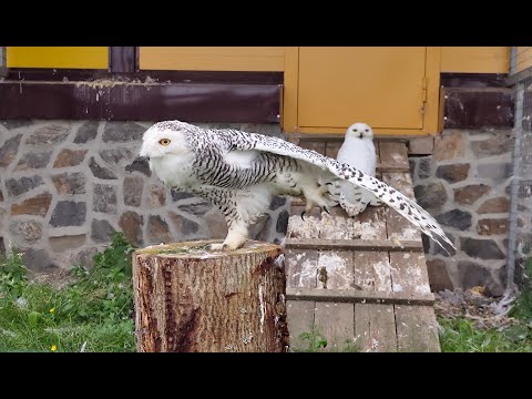 Видео: Привет, я - Карелия