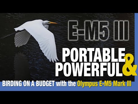Видео: Сочетание Olympus E-M5 III и объектива 12-200 мм для съемки птиц и природы
