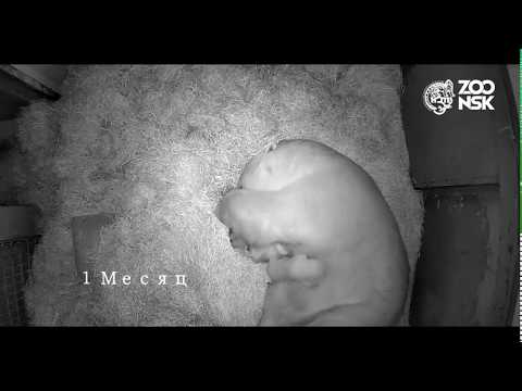 Видео: Медведица Герда родила двух медвежат в Новосибирском зоопарке имени Р.А.Шило