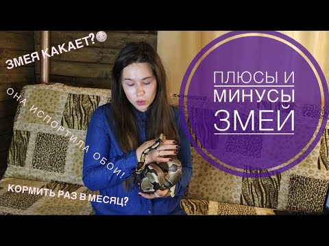 Видео: Плюсы и минусы змей. Стоит ли заводить змею?