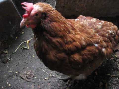 Видео: ХИТРА КУРКА,АЛЕ І ДІД МАЄ ДОСВІД