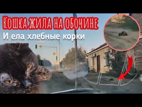 Видео: Кошка на грязной обочине ела засохшую корку и идти ей было некуда / help save the cat