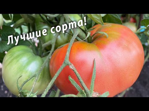 Видео: САМЫЕ ЛУЧШИЕ КРУПНОПЛОДНЫЕ ТОМАТЫ! ТОЧНО ОСТАВЛЮ НА СЛЕДУЮЩИЙ СЕЗОН!