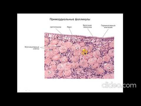 Видео: Лекция: "Женская половая система"