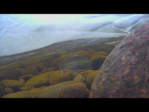 Видео: Сбежавшая форель. Подводные съёмки. Ловля форели зимой. Ладога 2024.