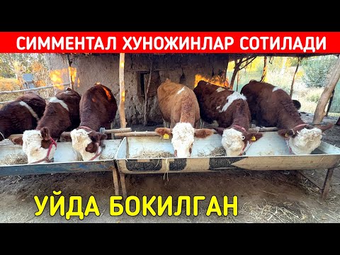 Видео: СИММЕНТАЛ ХУНОЖИНЛАР СОТИЛАДИ УЙДА БОКИЛГАН МАНЗИЛ ШОВОТДА !!! ХОРАЗМ БОЗОР