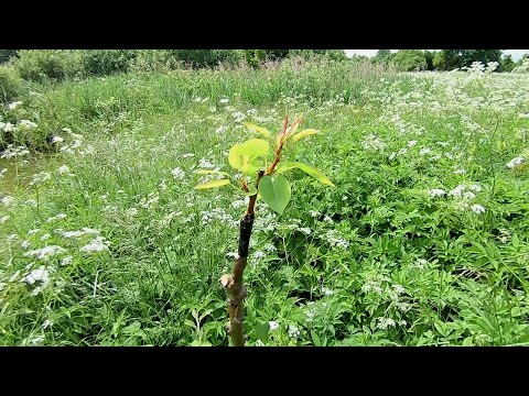 Видео: прививка груши на яблоню и результаты прививки