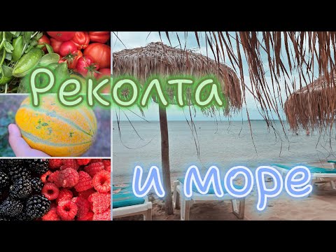 Видео: Реколта от градината и почивка на море