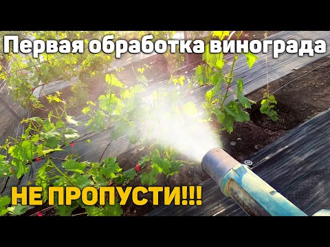 Видео: НЕ ПРОПУСТИ!!! Первая обработка винограда💦