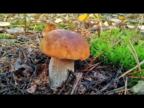 Видео: МОЩНЫЙ ПОХОД ЗА ГРИБАМИ!!! Нарвались на поляны белых и подосиновиков.