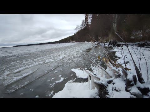 Видео: Прогулка лес пруд природа погода Ижевск 8 ноября 2024 г.