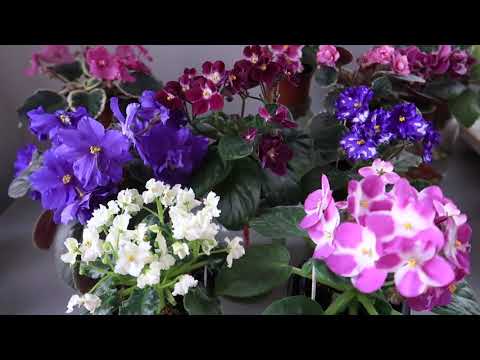 Видео: Зачем вы это делаете? Оставьте фиалки в покое и дайте им расти! Юлия Датта
