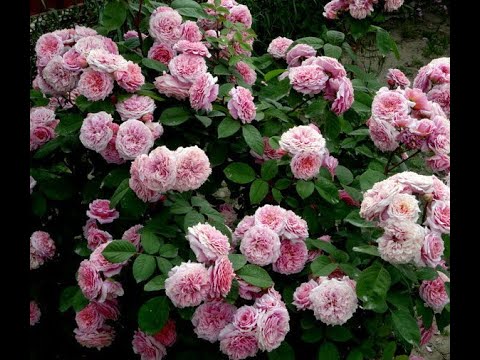 Видео: базальные побеги у роз, питомник роз полины козловой -  rozarium.biz ,basal shoots in roses