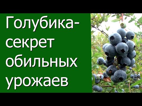 Видео: Голубика - секрет обильных урожаев