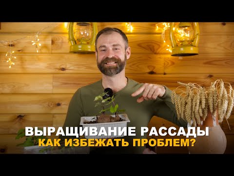 Видео: ПЛЕСЕНЬ НА ГРУНТЕ? ЧЕРНАЯ НОЖКА? Возможные проблемы при выращивании рассады, как не допустить.