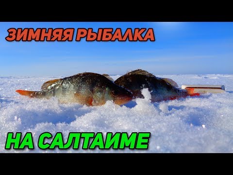 Видео: Зимняя рыбалка на Салтаиме. Омская область.