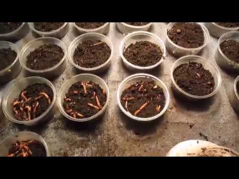 Видео: Сколько проживёт червь.  4 часть .