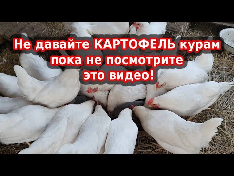 Видео: Картофель курам можно или нет? Что лучше, вареный картофель для кур или сырой?