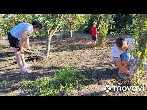 Видео: ПЫТАЮСЬ ВЫСТАВИТЬ ЕГО ЛЕНТЯЕМ / РЕШИЛИ ИЗБАВИТЬСЯ ОТ НИХ / ДАЛИ ИМ СРОК 6 ДНЕЙ