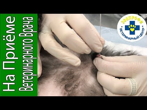 Видео: КАТЕТЕРИЗАЦИЯ МОЧЕВОГО ПУЗЫРЯ У КОТА