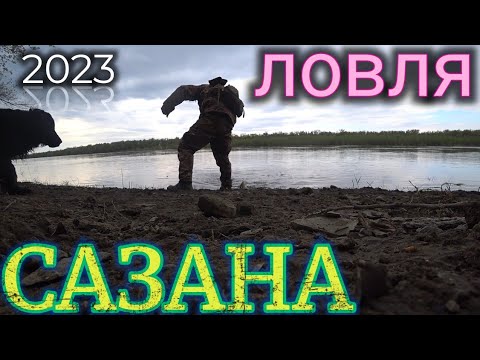 Видео: Как ловить САЗАНА на резинку с берега! Рыбалка на Дону 2023!