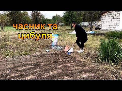 Видео: Як саджаю часник та цибулю в селі на зиму? Життя в селі