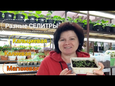 Видео: Чем подкормить всходы? О важности Ca и P для сеянцев и черенков. Умничаю о..!