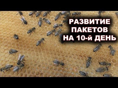Видео: Развитие пчелопакетов  на 10-й день после покупки.