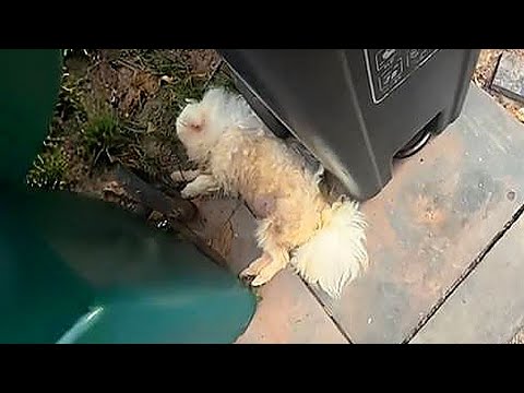 Видео: "Доставка отменена!"Курьер принял самое смелое решение,чтобы спасти умирающегощенка у мусорного бака